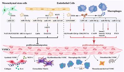 Effect of Extracellular Vesicles From Multiple Cells on Vascular Smooth Muscle Cells in Atherosclerosis